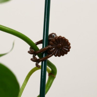 Набор из 10 коричневых клипс для растений «Цветы»